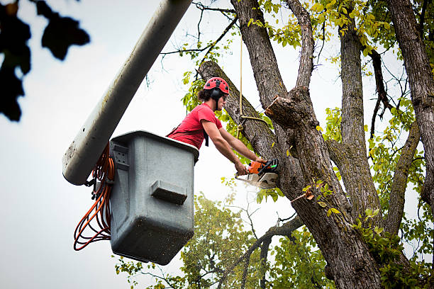 Best Stump Grinding and Removal  in Lake Holiday, IL